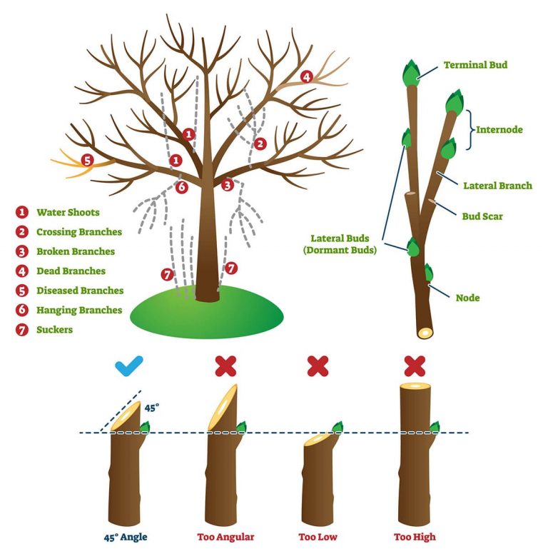 What is Pruning Importance, methods and Pruning Process TreeCutPro