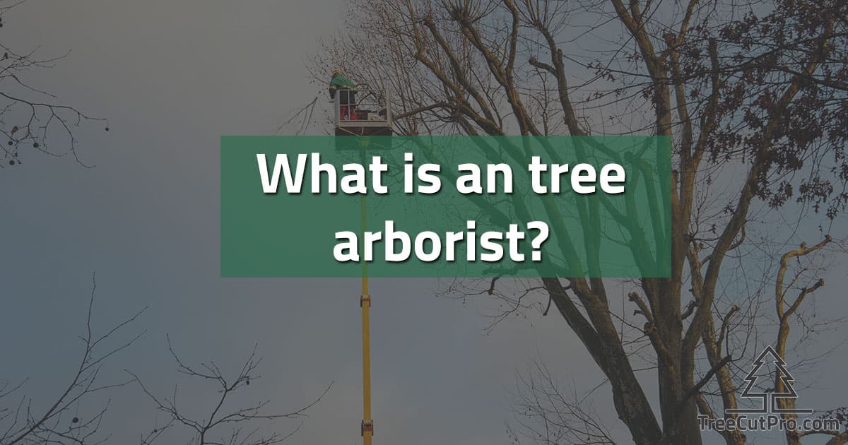 Tree arborist at work