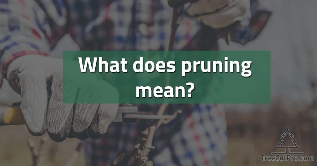 What does pruning mean?