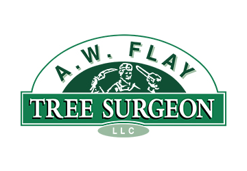 The Tree Surgeon