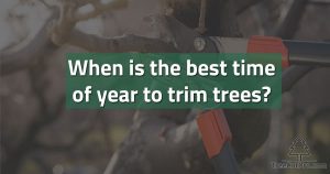When is the Best Time of Year to Trim Trees? | TreeCutPro
