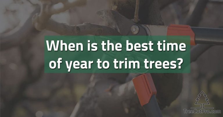 When is the Best Time of Year to Trim Trees? | TreeCutPro