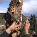 Prescott Tree Service