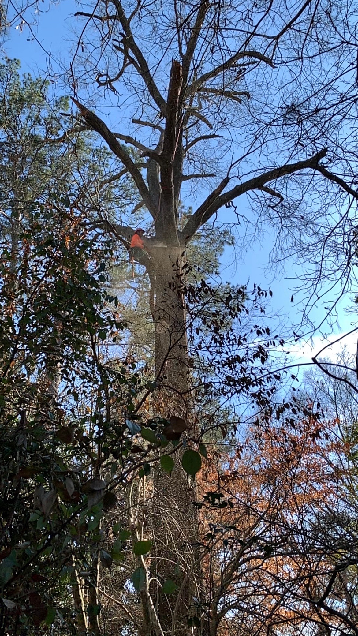 Great Tree Service In Montgomery