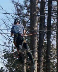 Heritage Tree Service Canada