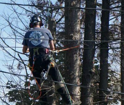 Heritage Tree Service Canada