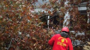 AAA Tree Service, Nassau County