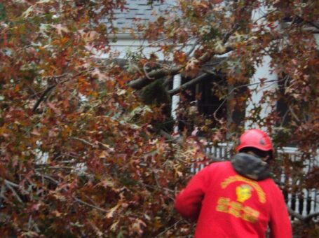 AAA Tree Service, Nassau County